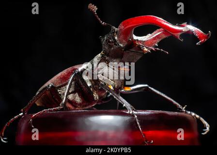 Europe, Ukraine, région de Kharkiv, coléoptère de Stag, Lucanus cervus, Lucanus, livre rouge, Banque D'Images