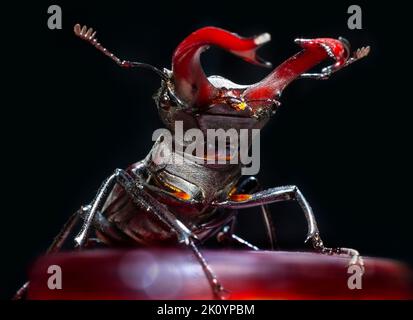 Europe, Ukraine, région de Kharkiv, coléoptère de Stag, Lucanus cervus, Lucanus, livre rouge, Banque D'Images