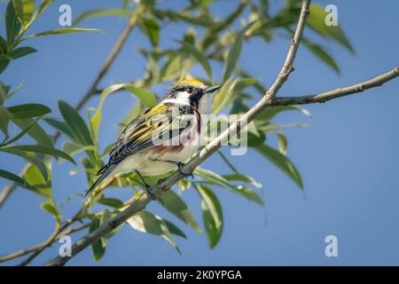 Petite paruline à flancs de châtaignier perchée sur un arbre au début de la matinée du printemps Banque D'Images