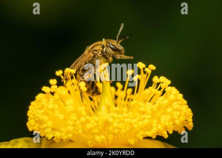 Petite abeille rassemblant du pollen sur une fleur jaune de centrosperma Banque D'Images