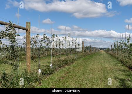 Pommiers nouvellement plantés dans le verger dans la campagne, en Pennsylvanie Banque D'Images