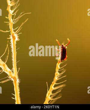 Les tiques sont de petits arachnides liés aux acariens. Ils sont parasitaires et dépendent entièrement du sang des hôtes pour passer par les 4 étapes pour devenir adultes Banque D'Images