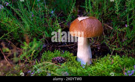 champignons porcini comestibles dans une forêt de la glade gros plan sous la lumière du soleil avec beau bokeh Banque D'Images