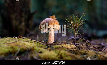 champignons porcini comestibles dans une forêt de la glade gros plan sous la lumière du soleil avec beau bokeh Banque D'Images