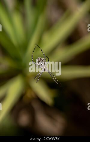 Grande toile d'araignée tissage toile d'araignée dans le jardin. araignée argiope lobata Banque D'Images