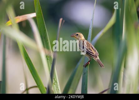 baya weaver est un oiseau de mer que l'on trouve dans le sous-continent indien et en Asie du Sud-est. Banque D'Images