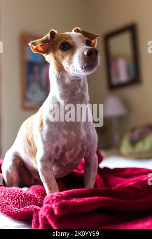 Un gros plan vertical d'un adorable Jack Russell Terrier assis sur une couverture rouge. Banque D'Images