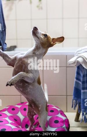 Un gros plan vertical d'un joli Jack Russell Terrier debout sur un oreiller dans la salle de bains. Banque D'Images