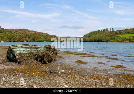 Naufrage bateau en bois construit par le clinker, recouvert d'algues sur l'estran ou le rivage. Banque D'Images