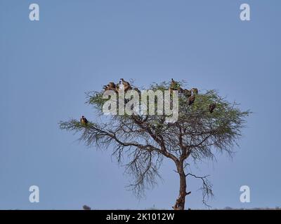 Un troupeau de vautours assis sur un arbre mort dans le parc national d'Etosha en Namibie Banque D'Images