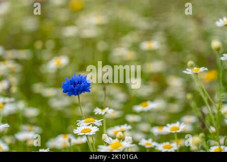 fleur de maïs bleue dans un pré de fleurs sauvages de pâquerettes à la ferme tarhill, kinross, écosse, royaume-uni Banque D'Images