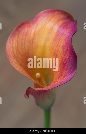 Une macro de fleur orange Zantedeschia Calla Banque D'Images