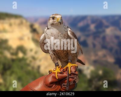 Faucon pèlerin (Falco Peregrinus) assis sur le bras avec le gant en cuir d'un expert falconique avec ciel bleu et fond de montagne de roche. Banque D'Images