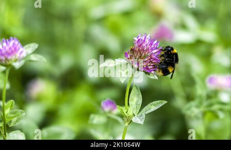 Un bourdon à queue courte (Bombus terrestris) recueille le pollen du trèfle rouge (Trifolium pratense) dans le parc national de South Downs, West Sussex, Royaume-Uni. Banque D'Images