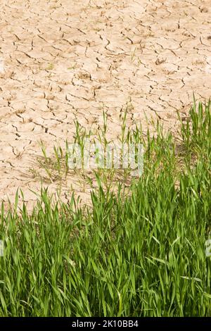 Champ de blé avec de vastes zones improductives - concept de la famine Banque D'Images