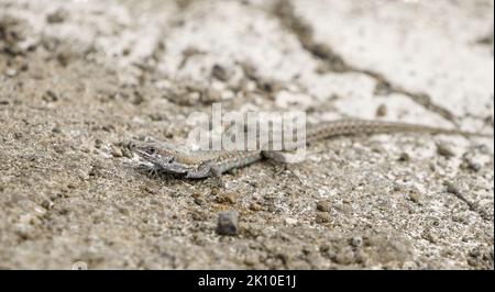 Gros plan d'une Gallotia atlantica parmi les pierres volcaniques Banque D'Images