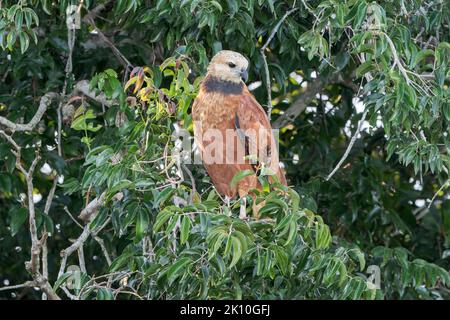 Faucon à collier noir, Busarellus nigricollis, adulte unique perché dans un arbre, Pantanal, Brésil Banque D'Images