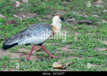 Ibis à col bougé ou ibis à gorge blanche, Theristicus caudatus, adulte unique marchant sur une végétation courte, Pantanal, Brésil Banque D'Images