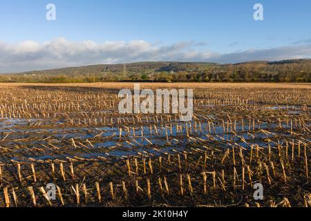 Un champ engorgé avec des poils de récolte laissés lors d'une récolte précédente à la fin de l'automne. Wrington, North Somerset, Angleterre. Banque D'Images