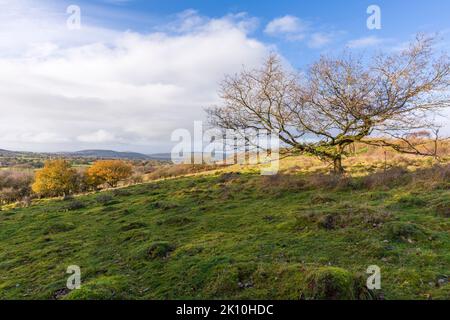 Dolebury Warren dans le paysage national de Mendip Hills à la fin de l'automne, North Somerset, Angleterre. Banque D'Images