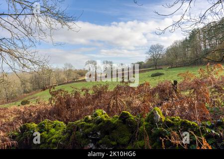 Dolebury Warren dans le paysage national de Mendip Hills à la fin de l'automne, North Somerset, Angleterre. Banque D'Images