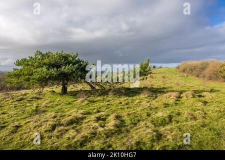 Dolebury Warren dans le paysage national de Mendip Hills à la fin de l'automne, North Somerset, Angleterre. Banque D'Images