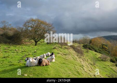 Moutons sur les remparts au fort de Dolebury Warren Hill dans le paysage national de Mendip Hills, North Somerset, Angleterre. Banque D'Images