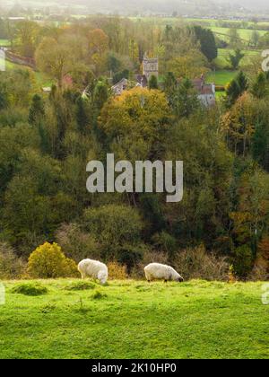 Moutons sur les remparts de Dolebury Warren Hill fort avec le village de Rowberrow au-delà dans les collines de Mendip, Somerset, Angleterre. Banque D'Images