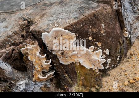 Champignon polyporeux, un champignon commun sur le vieux tronc d'arbre.Howrah, Bengale-Occidental, Inde. Banque D'Images