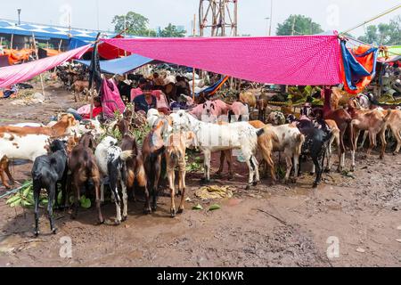Kolkata, Bengale-Occidental, Inde - 11 août 2019 : chèvres à vendre sur le marché ouvert pendant 'Eid al-Adha' ou 'Fête du sacrifice' ou Eid Qurban ou 'Fest Banque D'Images