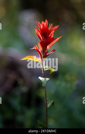 Un seul pinceau indien de fleurs sauvages croissant dans une forêt le long de la fourche moyenne de Granite Canyon Trail dans les montagnes Teton. National de Grand Teton Banque D'Images