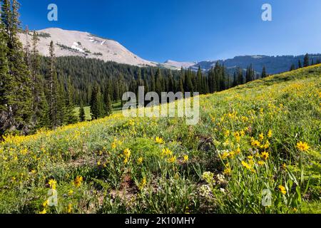 Les fleurs sauvages d'Arnica fleurissent avec beaucoup d'autres variétés dans le Granite Canyon au-dessous des sommets alpins dans les montagnes Teton. Parc national de Grand Teton, Wyoming Banque D'Images