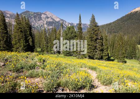 La fourche moyenne de Granite Canyon Trail serpentant à travers un grand pré subalpin couvert de fleurs sauvages arnica. Parc national de Grand Teton, Wyoming Banque D'Images