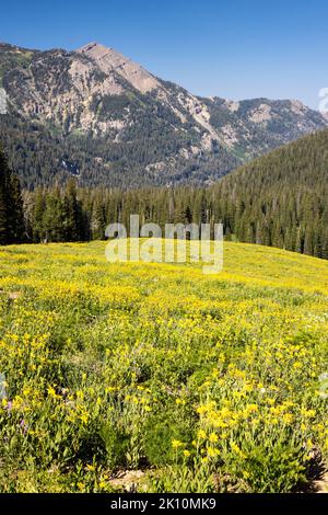 Une montagne de fleurs sauvages arnica descendant vers les plus basses altitudes de Granite Canyon. Parc national de Grand Teton, Wyoming Banque D'Images