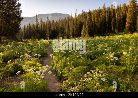 Un grand pré rempli de fleurs sauvages de panais de vache entre autres le long de la piste de coupure de fourche moyenne. Parc national de Grand Teton, Wyoming Banque D'Images