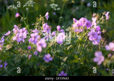 Un grand rassemblement de fleurs sauvages de géranium qui fleurit le long de la piste de coupure de Middle Fork dans le haut du Granite Canyon. Parc national de Grand Teton, Wyoming Banque D'Images