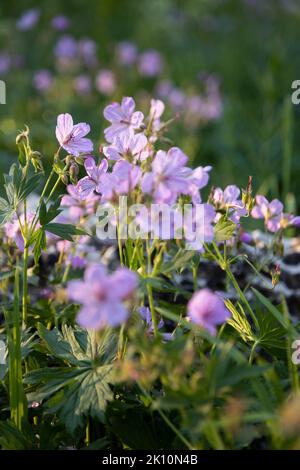 Géraniums fleurs sauvages fleuries de façon sauvage le long de la piste de coupure de Middle Fork dans le haut du Granite Canyon. Parc national de Grand Teton, Wyoming Banque D'Images