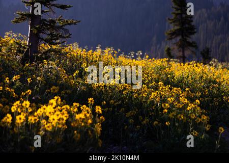 Fleurs sauvages d'Arnica rétroéclairées avec une lumière de lever de soleil qui fleurit le long de la piste de coupure de Middle Fork. Parc national de Grand Teton, Wyoming Banque D'Images