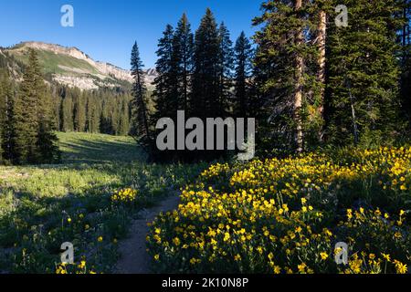 Fleurs sauvages d'Arnica bordant le sentier de coupure de Middle Fork sous les montagnes Teton dans le haut du Granite Canyon. Parc national de Grand Teton, Wyoming Banque D'Images