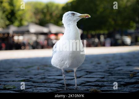 Mouette à l'ombre. Place de la ville en arrière-plan. Vue rapprochée Banque D'Images