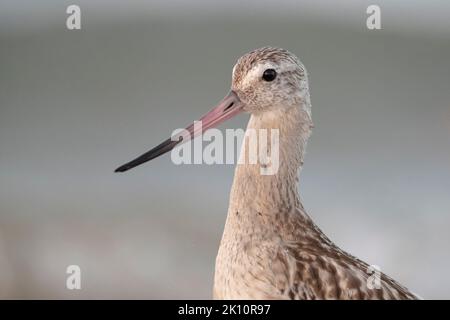 Le bar-queue Godwit (Limosa lapponica) à la plage. Banque D'Images