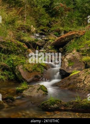 ruisseau Svatopetrsky près de la ville de Spindleruv Mlyn dans les montagnes de Krkonose en été Banque D'Images