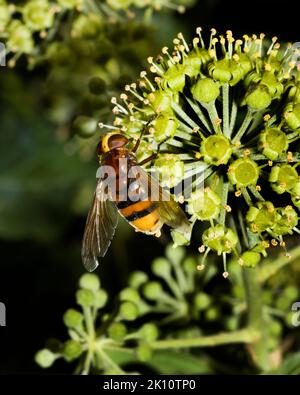 Volucella Zonaria (Hornet imitemic planefly) se nourrissant sur le Nectar d'Ivy Banque D'Images