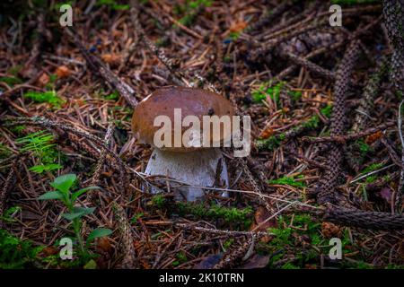 Boletus dans la forêt d'épinettes et de pins en été chaud jour humide Banque D'Images