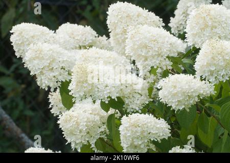 Fleurs blanches d'Hydrangea, gros plan avec mise au point sélective Banque D'Images