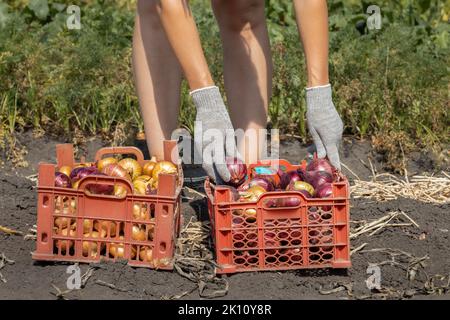 un fermier dans le champ trie les oignons avec ses mains. Femme triant l'oignon. Tri des oignons Banque D'Images