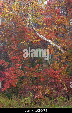 Sycamore, Sourwood et Maple, les arbres transforment leurs feuilles en couleur d'automne à Cades Cove, dans le parc national des Great Smoky Mountains, comté de Blount, Tennessee Banque D'Images