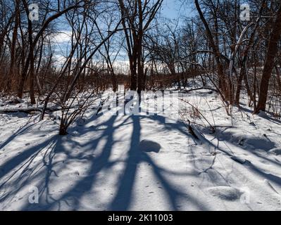 Un lit de ruisseau peu profond est caché par de la neige fraîche, le ruisseau sur beaucoup qui nourrissent une terre humide sur la rive de la rivière DuPage, Hammel Woods Forest Preserve, W Banque D'Images