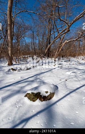 Un lit de ruisseau peu profond est caché par de la neige fraîche, le ruisseau sur beaucoup qui nourrissent une terre humide sur la rive de la rivière DuPage, Hammel Woods Forest Preserve, W Banque D'Images