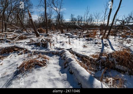 Une zone humide le long de la rivière DuPage aurait normalement vos orteils humides mais en hiver, elle est accessible, Hammel Woods Forest Preserve, Will County, Illin Banque D'Images